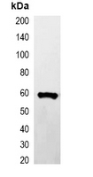 GST Tag Antibody - Western blot analysis of over-expressed GST-tagged protein in 293T cell lysate.
