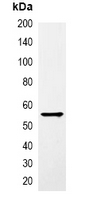 GST Tag Antibody - Immunoprecipitation of GST-tagged protein from HEK293T cells transfected with vector overexpressing GST tag; using Anti-GST-tag Antibody.
