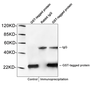 GST Tag Antibody - Western blot of immunoprecipitates from GST fusion protein lysates. GST-tagged protein was immunoprecipitated with Rabbit Anti-GST-Tag Polyclonal Antibody GST-tag Antibody, pAb, Rabbit and specificity was confirmed by immunoprecipitation with rabbit IgG. Western blot was performed using Rabbit Anti- GST-Tag Polyclonal Antibody GST-tag Antibody, pAb, Rabbit.