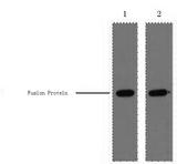 GST Tag Antibody - Western Blot analysis of 0.5ug GST fusion protein using GST-Tag Monoclonal Antibody at dilution of 1) 1:5000 2) 1:10000.