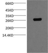 GST Tag Antibody - Western Blot analysis of 0.2ug GST protein, using GST Monoclonal Antibody at dilution of 1:5000.