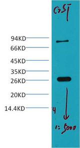 GST Tag Antibody - Western Blot analysis of 0.2ug GST protein using GST Monoclonal Antibody at dilution of 1:5000.