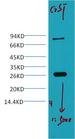GST Tag Antibody - Western Blot analysis of 0.2ug GST protein using GST Monoclonal Antibody at dilution of 1:5000.