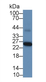 GSTA1 Antibody - Western Blot; Sample: Human Liver lysate; ;Primary Ab: 600 Mouse Anti-Human GSTa1 Antibody;Second Ab: 0.2µg/mL HRP-Linked Caprine Anti-Mouse IgG Polyclonal Antibody;