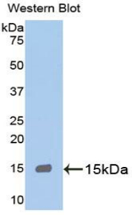 GSTA1 Antibody - Western blot of recombinant GSTA1.  This image was taken for the unconjugated form of this product. Other forms have not been tested.