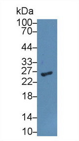 GSTA1 Antibody - Western Blot; Sample: Rat Liver lysate; Primary Ab: 2µg/ml Rabbit Anti-Rat GSTa1 Antibody Second Ab: 0.2µg/mL HRP-Linked Caprine Anti-Rabbit IgG Polyclonal Antibody