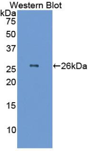 GSTA1 Antibody - Western blot of recombinant GSTA1.  This image was taken for the unconjugated form of this product. Other forms have not been tested.