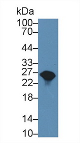 GSTA1 Antibody