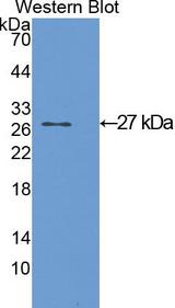 GSTA1 Antibody