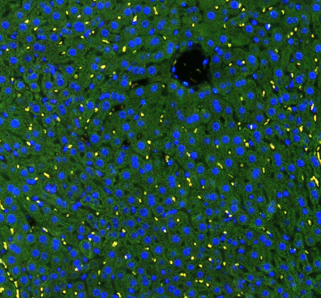 GSTA1 Antibody - IF analysis of GSTA1/A2/A3/A4/A5 using anti-GSTA1/A2/A3/A4/A5 antibody GSTA1/A2/A3/A4/A5 was detected in paraffin-embedded section of mouse liver tissues. Heat mediated antigen retrieval was performed in citrate buffer (pH6, epitope retrieval solution ) for 20 mins. The tissue section was blocked with 10% goat serum. The tissue section was then incubated with 1µg/mL rabbit anti-GSTA1/A2/A3/A4/A5 Antibody overnight at 4°C. DyLight®488 Conjugated Goat Anti-Rabbit IgG was used as secondary antibody at 1:100 dilution and incubated for 30 minutes at 37°C. The section was counterstained with DAPI. Visualize using a fluorescence microscope and filter sets appropriate for the label used.