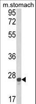 GSTA1 Antibody - Western blot of GSTA1 Antibody in mouse stomach tissue lysates (35 ug/lane). GSTA1 (arrow) was detected using the purified antibody.