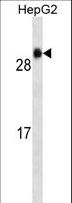 GSTA1 Antibody - GSTA1 Antibody western blot of HepG2 cell line lysates (35 ug/lane). The GSTA1 antibody detected the GSTA1 protein (arrow).