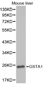GSTA1 Antibody - Western blot analysis of extracts of mouse liver cell lines.