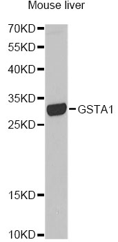 GSTA1 Antibody - Western blot analysis of extracts of mouse liver, using GSTA1 antibody at 1:1000 dilution. The secondary antibody used was an HRP Goat Anti-Rabbit IgG (H+L) at 1:10000 dilution. Lysates were loaded 25ug per lane and 3% nonfat dry milk in TBST was used for blocking.