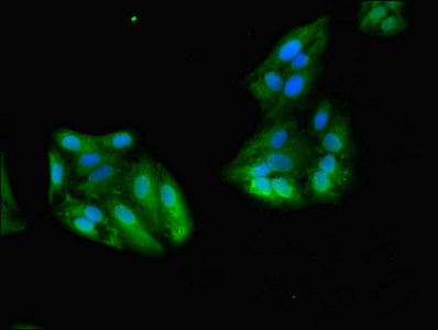 GSTA1 Antibody - Immunofluorescent analysis of HepG2 cells using GSTA1 Antibody at dilution of 1:100 and Alexa Fluor 488-congugated AffiniPure Goat Anti-Rabbit IgG(H+L)