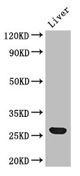 GSTA1 Antibody - Positive WB detected in:Mouse liver tissue;All lanes: Gsta1 antibody at 2.7ug/ml;Secondary;Goat polyclonal to rabbit IgG at 1/50000 dilution;Predicted band size: 26 kDa;Observed band size: 26 kDa;