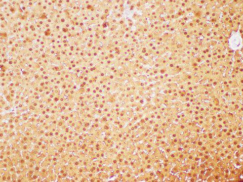 GSTA1 Antibody - Immunohistochemistry of paraffin-embedded Rat liver using GSTA1 Polycloanl Antibody at dilution of 1:200.