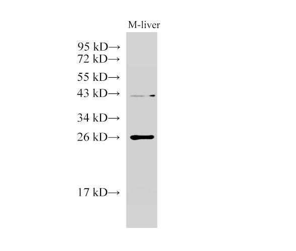 GSTA1 Antibody - Western Blot analysis of Mouse liver using GSTA1 Polyclonal Antibody at dilution of 1:1000.