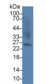 GSTA2 Antibody - Western Blot; Sample: Mouse Liver lysate; Primary Ab: 5µg/ml Rabbit Anti-Mouse GSTa2 Antibody Second Ab: 0.2µg/mL HRP-Linked Caprine Anti-Rabbit IgG Polyclonal Antibody