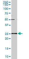 GSTA2 Antibody - GSTA2 monoclonal antibody (M05), clone 3D4. Western Blot analysis of GSTA2 expression in HepG2.