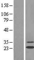 GSTA2 Protein - Western validation with an anti-DDK antibody * L: Control HEK293 lysate R: Over-expression lysate