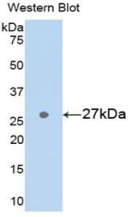 GSTA3 Antibody - Western blot of recombinant GSTA3.  This image was taken for the unconjugated form of this product. Other forms have not been tested.