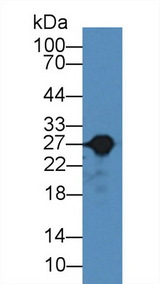 GSTA3 Antibody - Western Blot; Sample: Rat Liver lysate; Primary Ab: 2µg/mL Rabbit Anti-Rat GSTa3 Antibody Second Ab: 0.2µg/mL HRP-Linked Caprine Anti-Rabbit IgG Polyclonal Antibody