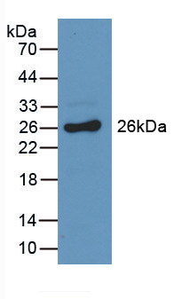 GSTA3 Antibody