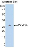 GSTA3 Antibody - Western blot of recombinant GSTA3.  This image was taken for the unconjugated form of this product. Other forms have not been tested.