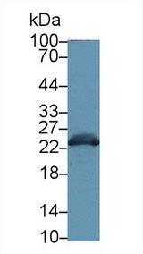 GSTA3 Antibody