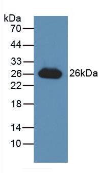 GSTA3 Antibody
