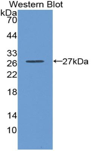 GSTA3 Antibody - Western blot of recombinant GSTA3.