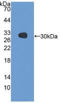 GSTA3 Antibody