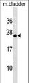 GSTA3 Antibody - Mouse Gsta3 Antibody western blot of mouse bladder tissue lysates (35 ug/lane). The Gsta3 antibody detected the Gsta3 protein (arrow).