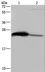 GSTA3 Antibody - Western blot analysis of Human testis tissue and HepG2 cell, using GSTA3 Polyclonal Antibody at dilution of 1:250.