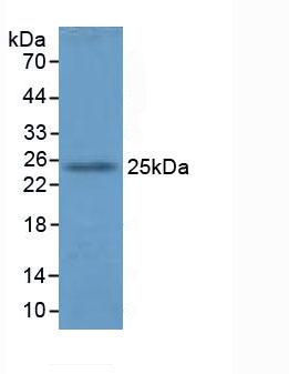 GSTA4 Antibody - Western Blot; Sample: Mouse Lung Tissue.