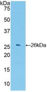 GSTA4 Antibody - Western Blot; Sample: Recombinant GSTa4, Mouse.