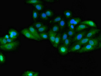 GSTA4 Antibody - Immunofluorescent analysis of HepG2 cells using GSTA4 Antibody at dilution of 1:100 and Alexa Fluor 488-congugated AffiniPure Goat Anti-Rabbit IgG(H+L)