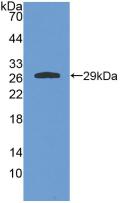 GSTA4 Antibody - Western Blot; Sample: Recombinant GSTa4, Rat.