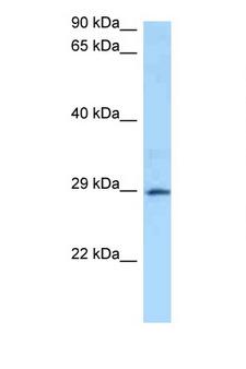 GSTA4 Antibody - GSTA4 antibody Western blot of 1 Cell lysate. Antibody concentration 1 ug/ml.  This image was taken for the unconjugated form of this product. Other forms have not been tested.