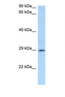 GSTA4 Antibody - GSTA4 antibody Western blot of 1 Cell lysate. Antibody concentration 1 ug/ml.  This image was taken for the unconjugated form of this product. Other forms have not been tested.