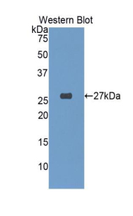 GSTA4 Antibody - Western blot of recombinant GSTA4.  This image was taken for the unconjugated form of this product. Other forms have not been tested.