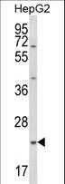 GSTA4 Antibody - Western blot of GSTA4 Antibody in HepG2 cell line lysates (35 ug/lane). GSTA4 (arrow) was detected using the purified antibody.