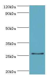 GSTA4 Antibody - Western blot. All lanes: GSTA4 antibody at 8 ug/ml+293T whole cell lysate. Secondary antibody: Goat polyclonal to rabbit at 1:10000 dilution. Predicted band size: 26 kDa. Observed band size: 26 kDa.