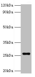 GSTA4 Antibody - Western blot All lanes: GSTA4 antibody at 8µg/ml + 293T whole cell lysate Secondary Goat polyclonal to rabbit IgG at 1/10000 dilution Predicted band size: 26, 15 kDa Observed band size: 26 kDa