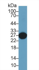 GSTA5 Antibody - Western Blot; Sample: Rat Liver lysate; Primary Ab: 2µg/ml Rabbit Anti-Rat GSTa5 Antibody Second Ab: 0.2µg/mL HRP-Linked Caprine Anti-Rabbit IgG Polyclonal Antibody