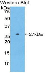 GSTA5 Antibody - Western blot of recombinant GSTA5.  This image was taken for the unconjugated form of this product. Other forms have not been tested.