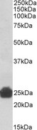 GSTA5 Antibody - Gsta3/Gsta5/Gst Yc2 antibody (0.3µg/ml) staining of Rat Liver lysate (35µg protein in RIPA buffer). Primary incubation was 1 hour. Detected by chemiluminescence.