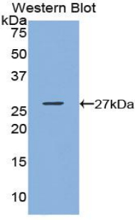 GSTK1 Antibody - Western blot of recombinant GSTK1.  This image was taken for the unconjugated form of this product. Other forms have not been tested.