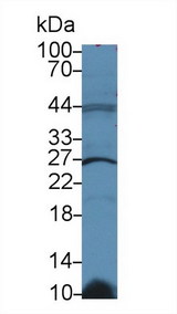 GSTK1 Antibody - Western Blot; Sample: Human Raji cell lysate; Primary Ab: 2µg/ml Rabbit Anti-Rat GSTk1 Antibody Second Ab: 0.2µg/mL HRP-Linked Caprine Anti-Rabbit IgG Polyclonal Antibody